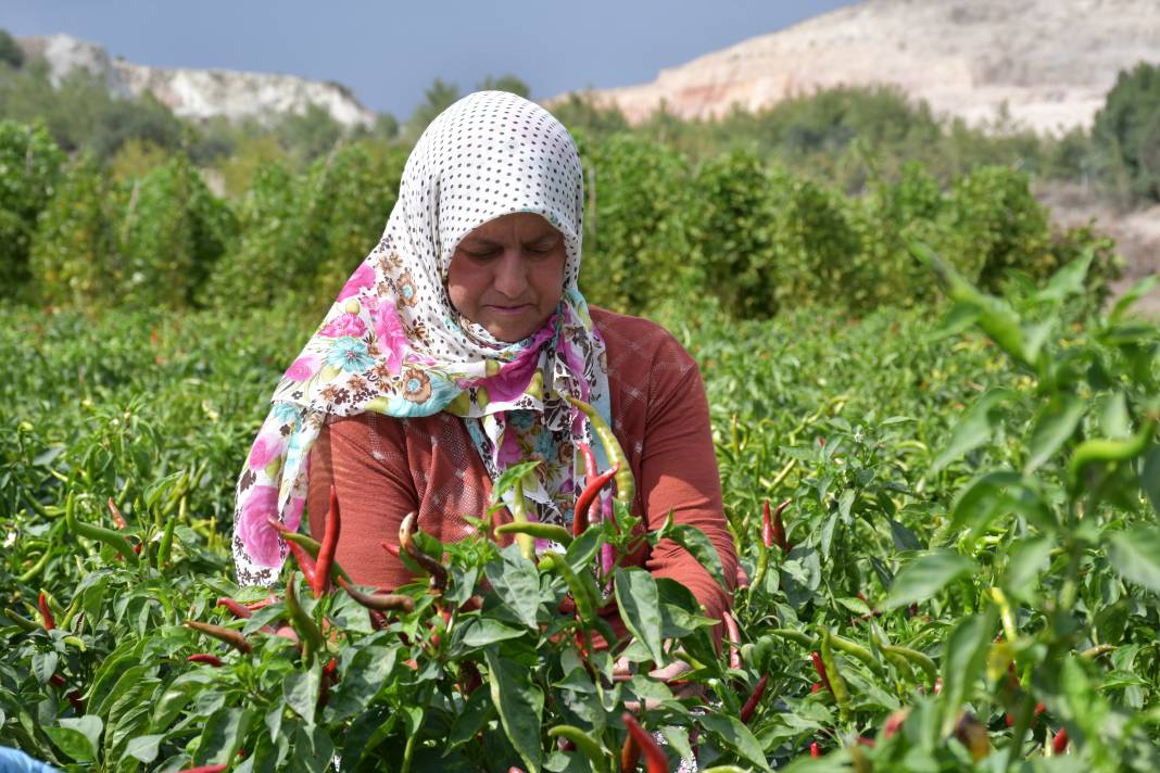 Osmanlı'dan günümüze balkondan da sofraya! Tescilli acı biberin hikayesi 1